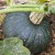 sq-squash-kabocha-002.jpg