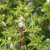 sq-summer-savory-001.jpg