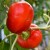 sq-sweet-pepper-alma-paprika-001.jpg