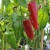 sq-sweet-pepper-marconi-005.jpg