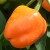 sq-sweet-pepper-mini-bell-yellow-004.jpg