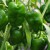 sq-sweet-pepper-padron-001.jpg