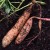 sq-sweet-potato-beauregard-001.jpg