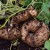 sq-sweet-potato-o-henry-001.jpg