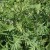 sq-tansy-001.jpg