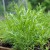 sq-tarragon-russian-001.jpg