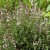 sq-thyme-002.jpg