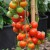 sq-tomato-gardeners-delight-006.jpg