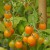 sq-tomato-gold-rush-currant-007.jpg