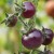 sq-tomato-indigo-blue-berries-002.jpg