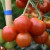 sq-tomato-primavera-002.jpg