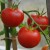 sq-tomato-shirley-003.jpg