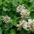 sq-trifolium-repens-001.jpg