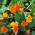 sq-tropaeolum-majus-002.jpg