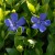 sq-vinca-minor-001.jpg