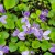 sq-viola-odorata-003.jpg