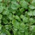 sq-watercress-002.jpg