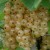 sq-white-currant-001.jpg