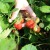 strawberry-rambling-cascade-003.jpg