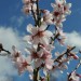almond-robijn-flower-003.jpg
