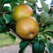 apple-ashmeads-kernel-002.jpg