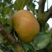 apple-ashmeads-kernel-003.jpg