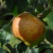 apple-blenheim-orange-001.jpg