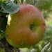 apple-bramleys-seedling-001.jpg