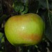 apple-bramleys-seedling-002.jpg