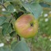 apple-bramleys-seedling-003.jpg