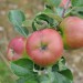 apple-bramleys-seedling-004.jpg