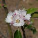 apple-bramleys-seedling-flower-001.jpg