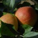 apple-claygate-pearmain-001.jpg