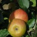apple-claygate-pearmain-002.jpg