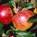apple-ellisons-orange-002.jpg