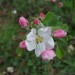 apple-idared-flower-002.jpg