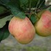 apple-james-grieve-002.jpg