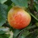 apple-james-grieve-003.jpg