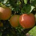 apple-king-of-the-pippins-002.jpg