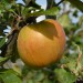 apple-king-of-the-pippins-003.jpg