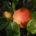 apple-king-of-the-pippins-004.jpg