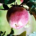 apple-yarlington-mill-001.jpg