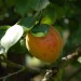 apricot-hargrand-001.jpg
