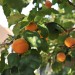 apricot-hungarian-best-002.jpg