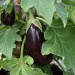 aubergine-black-beauty-001.jpg