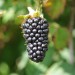 blackberry-black-butte-002.jpg