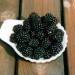 blackberry-black-satin-001.jpg