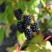 blackberry-black-satin-004.jpg