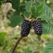 blackberry-karaka-black-002.jpg