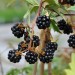 blackberry-oregon-thornless-001.jpg